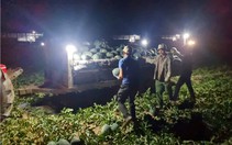 Gia Lai: Nông dân bán dưa hấu giá cao