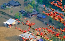 Mê mẩn ngắm hoa gạo rực đỏ núi rừng Hà Giang