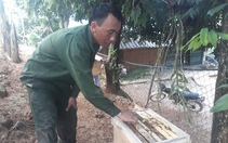 Nông dân Lai Châu có thu nhập khá từ nghề nuôi ong lấy mật