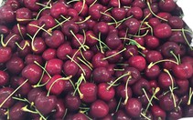 Cherry siêu rẻ “bao ngon”
