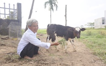 Một nông dân Quảng Nam bị liệt hai chân vươn lên thoát nghèo, làm giàu với mô hình VAC