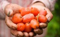 Loại quả chua chua, ngọt ngọt đang được nông dân thu hái ở ven đô Hà Nội