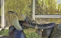 Cận cảnh rắn hổ chúa dài 4 mét, nặng 17 kg ở Kiên Giang