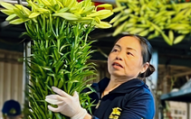 Hoa loa kèn bung nở, nông dân Hà Nội thu chục triệu mỗi ngày