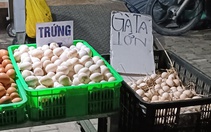 Trứng gà công nghiệp dưới mác "trứng gà ta" tràn ngập thị trường