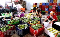 Xuất khẩu mặt hàng rau quả: Nhiều tín hiệu khả quan trong quý 2
