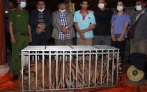 Điện Biên: Ngăn chặn đưa đặc sản thú rừng lên bàn nhậu