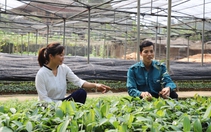 Vườn ươm cây giống lâm nghiệp tiền tỷ của một nông dân 9X ở Hà Giang