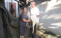 Bà Rịa - Vũng Tàu: Hội Nông dân xã Long Phước tặng bò, dê, heo rừng, phấn đấu giúp 15 hộ thoát nghèo
