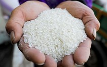 Doanh nghiệp xuất khẩu gạo cần thận trọng