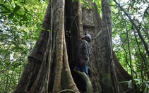 Cận cảnh những cây kơ nia cổ thụ quý hiếm chục người ôm mới xuể trong rừng Phú Quốc