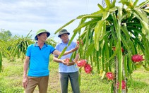 Một nông dân Quảng Trị thoát cảnh cơ hàn nhờ "nuôi lung tung, trồng lung tung" trên vùng gò đồi