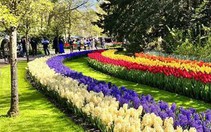 Vườn hoa tuylip nổi tiếng nhất thế giới tại Hà Lan đẹp cỡ nào?
