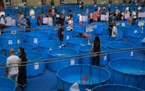 600 cá koi khắp cả nước về TP.HCM dự thi, Chủ tịch Hiệp hội cá koi Nhật Bản cùng 6 chuyên gia chấm giải