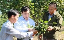 Bí thư huyện ở Quảng Ngãi chấp nhận “cởi áo từ quan” nếu mô hình trồng cây làm giàu thất bại (Bài 2)