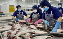 Thủy sản Nam Việt bắt tay Bách Hóa Xanh, bất ngờ khi bán được 600 tấn cá tra chỉ trong 3 tháng