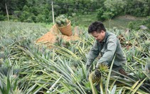 Điện Biên: Trồng loại cây ăn ngọt, dính mật, nông dân Pu Lau tiêu tiền thoải mái hơn