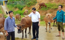 Nuôi trâu, nuôi bò ở một huyện của Điện Biên, thoát nghèo dễ thấy, khá giả cũng dễ tìm