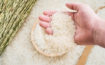 Tránh tạo “sức ỳ” cho hạt gạo