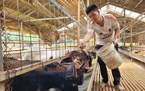 Điện Biên: Những nông dân làm giàu ngay trên đồng đất quê hương