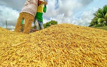 Bình ổn giá gạo trong nước khi giá thế giới tăng cao
