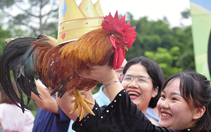 Cuộc thi "sắc đẹp" dành cho... gà ở Quảng Ninh 