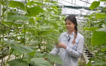 Cô thợ may Sài Gòn trồng dưa leo Mỹ, thu lời hàng trăm triệu đồng mỗi năm