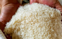 Giá gạo thơm Việt Nam được đàm phán ở mức 580 - 630 USD/tấn, có lúc lên đến 700 USD/tấn