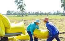 Lật tẩy chiêu đẩy giá lúa, gạo của thương lái