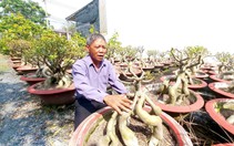 Ông trưởng ấp trồng sứ bonsai "ẵm" luôn danh hiệu Nông dân giỏi 
