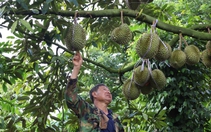 Xuất hiện nhiều cò sầu riêng ở Đắk Lắk, cảnh báo rủi ro giá cao chót vót