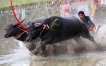 Hình ảnh đua trâu tại Thái Lan nhìn mạnh mẽ chẳng khác gì đua bò Bảy Núi ở Việt Nam