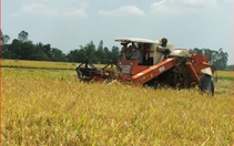 Ổn định thị trường gạo trong nước, tranh thủ xuất khẩu