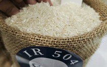 Giá gạo xuất khẩu đột ngột rời đỉnh