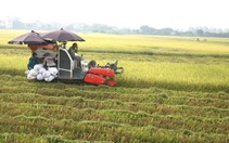 Giá gạo xuất khẩu có xu hướng giảm