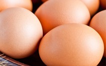 Thép Hòa Phát bán 300 triệu trứng gà, xuất khẩu trứng sang cả Lào, Campuchia