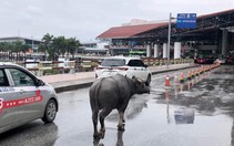 Bất ngờ trâu xuất hiện tại nhà ga sân bay Nội Bài   