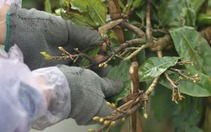 Nghề "ôm cây, lặt lá mai" tại Bình Định vào mùa bận nhất trong năm