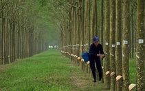 Cổ phiếu tiêu điểm hôm nay (1/2): Dòng tiền từ nhóm cổ phiếu "vua" dịch chuyển sang nhóm ngành khác, chọn cổ phiếu nào? 