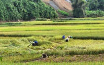 Triển khai quyết liệt và hiệu quả các nhiệm vụ, giải pháp đẩy mạnh giải ngân vốn đầu tư công