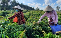 Gom giống rau dại mọc hoang khó đọc này về trồng, ai ngờ nông dân Hậu Giang hễ bẻ bán là hết veo