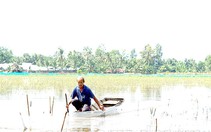 Mùa nước nổi, dân nơi này ở Sóc Trăng nuôi cá đồng kiểu gì mà chả phải cho ăn, bắt lên bán đắt hàng?