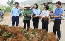 Trao hàng trăm nghìn cây dâu giống hỗ trợ nông dân vùng lũ Lào Cai khôi phục sản xuất