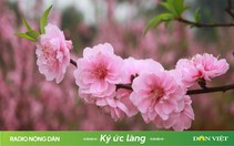 Hoa đào phai, nỗi hoài niệm về mùa xuân quê hương