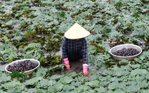 Thứ cây này trồng ở An Giang xuất xứ Đài Loan, tối ngày bơi dưới ao, ra quả gọi là củ, dân bán có tiền