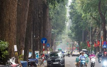 Cận cảnh hàng cây sao đen hơn 100 năm tuổi trên phố Lò Đúc, Hà Nội