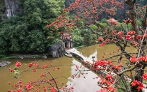 Chiêm ngưỡng sắc đỏ của cây hoa gạo trăm tuổi "đẹp nhất" Ninh Bình