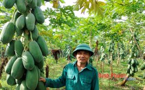 Thứ quả xanh "đeo cây" la liệt, vườn đẹp như phim, anh nông dân Bình Phước cắt bán lãi 700 triệu