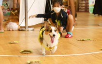 80 "vận động viên" cún cưng tranh tài tại Cuộc đua Corgi Marathon 2024