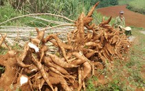 Việt Nam bất ngờ trở thành nhà cung cấp lớn nhất tinh bột sắn cho Trung Quốc       